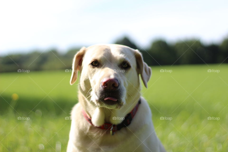 Close-up portrait of a white dog