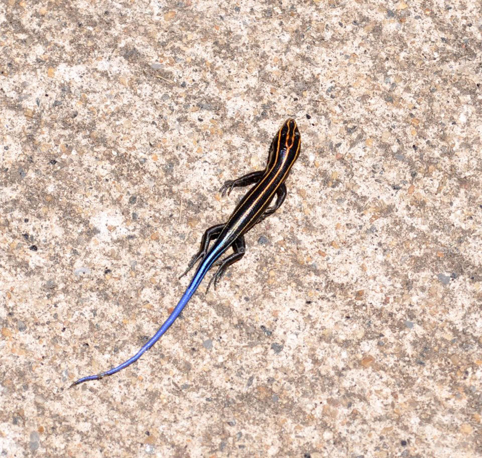 lizard. this little guy was running around one minute and dead the next.  I think the heat from the sidewalk got to him!