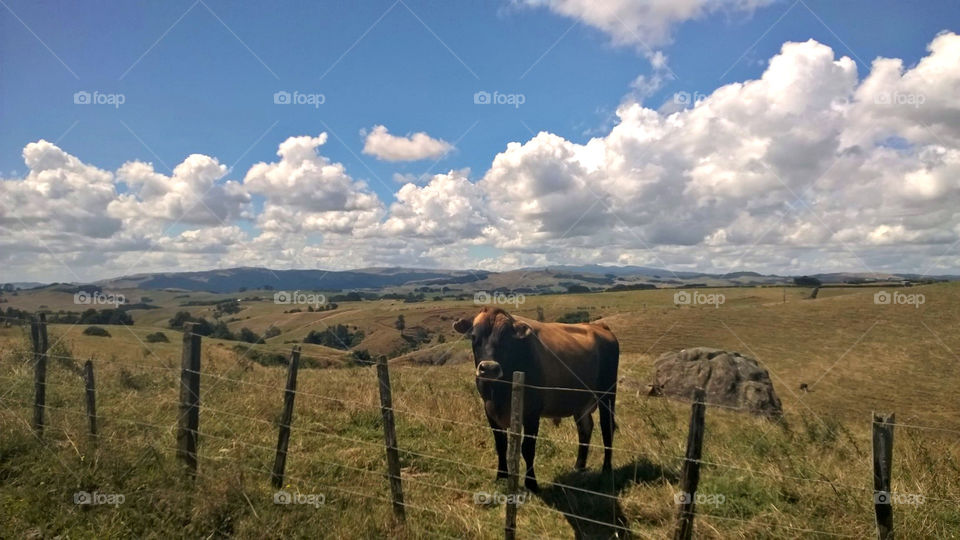 Cow in New Zealand. Raglan, NZ. Feb. 2015