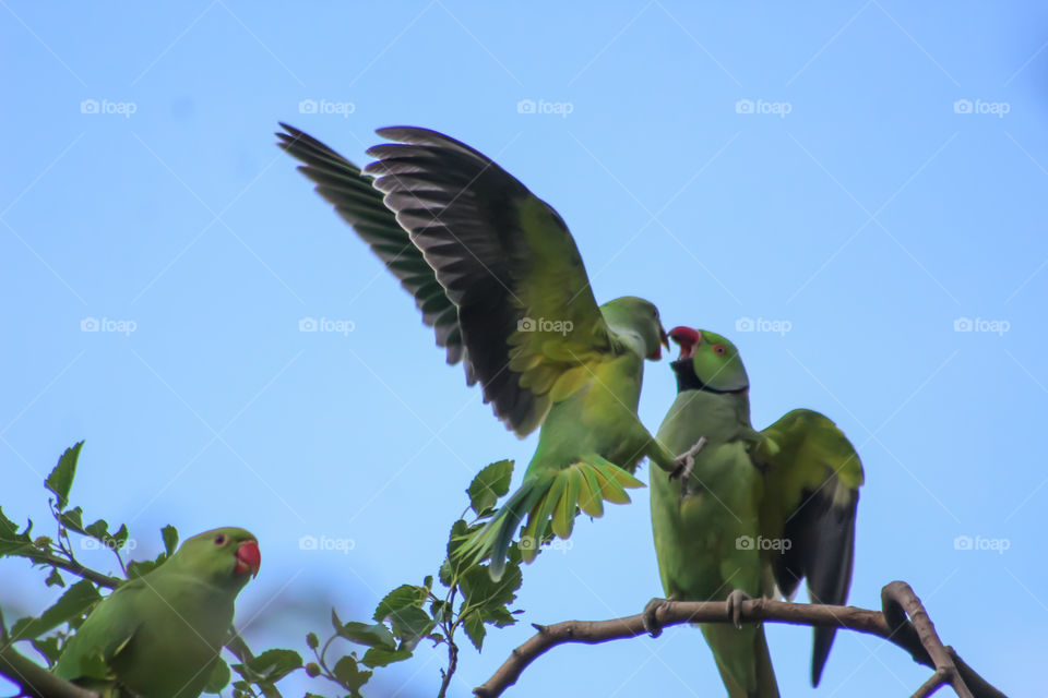 Parrots, kisses in the air