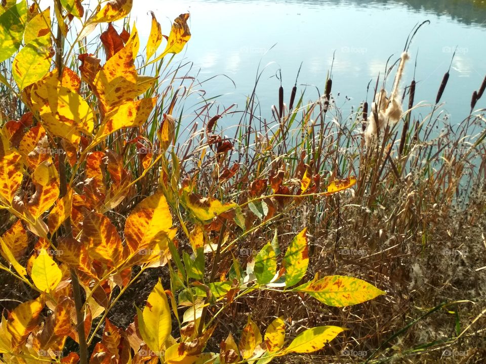 Lake and autumn leafs