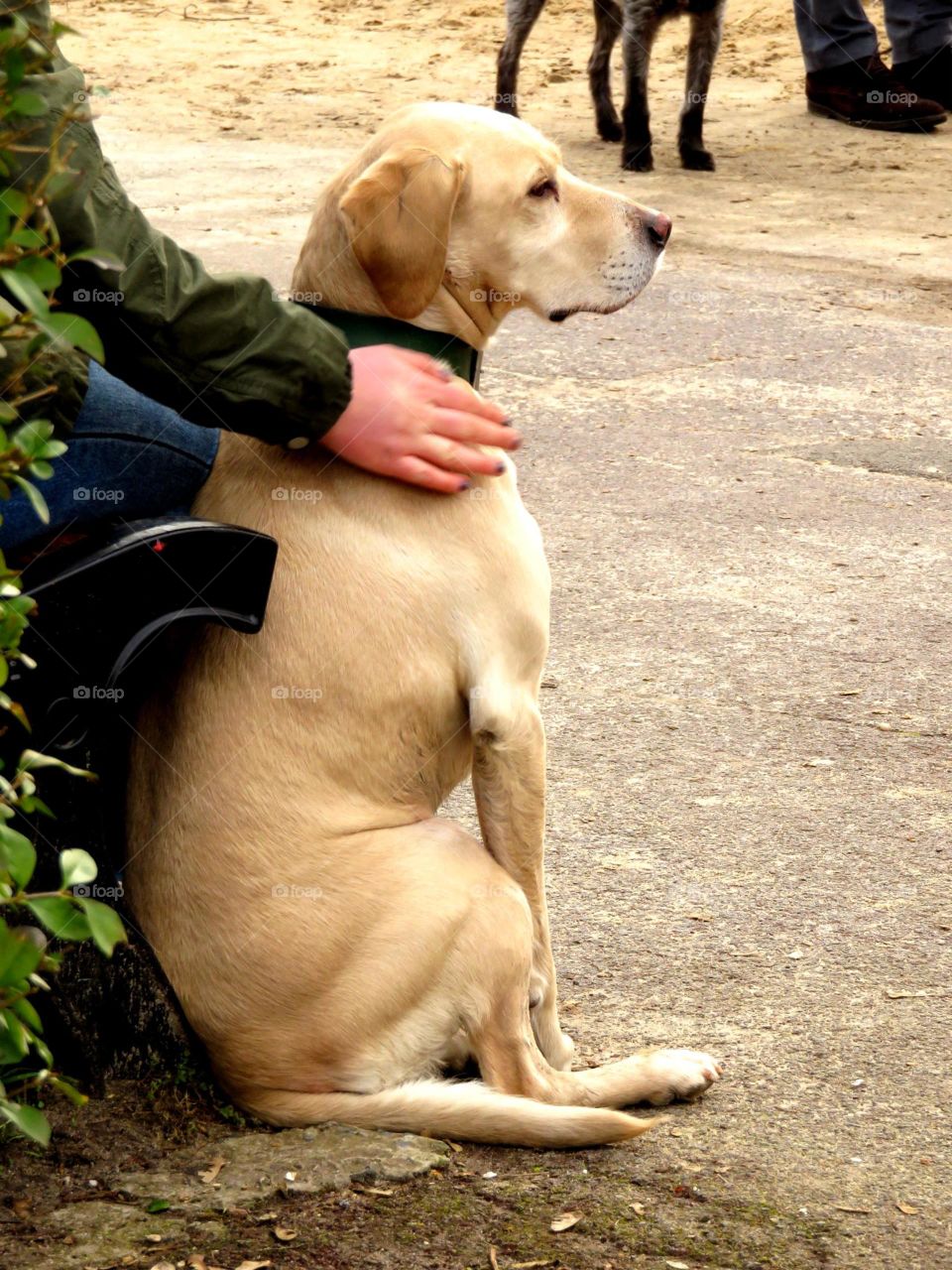 golden retriever