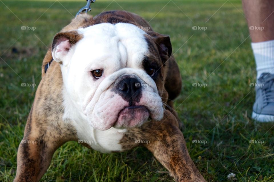 English bulldog