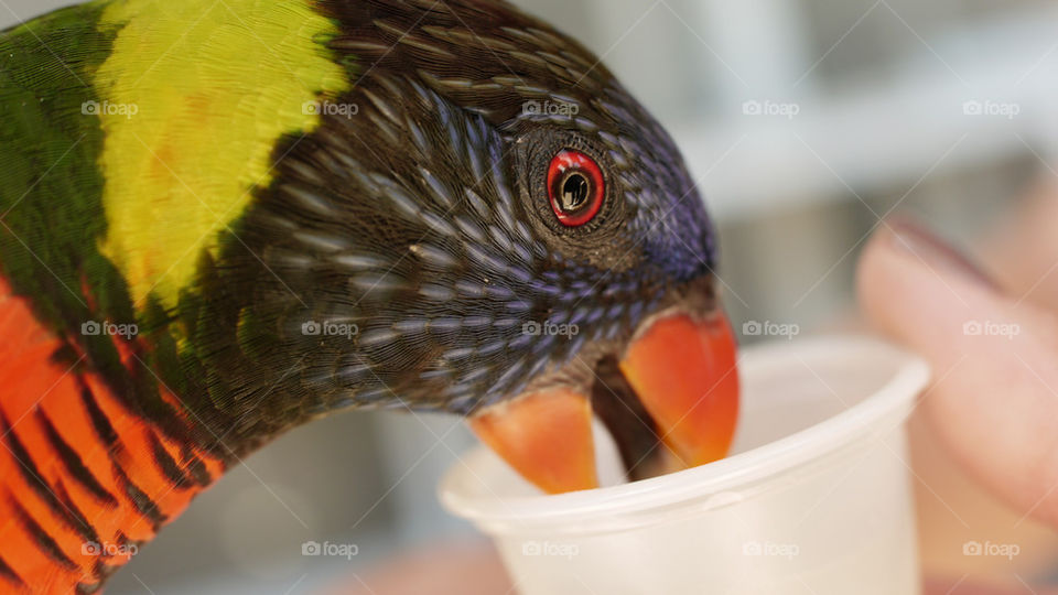 eye bird feathers parrot by jehugarcia