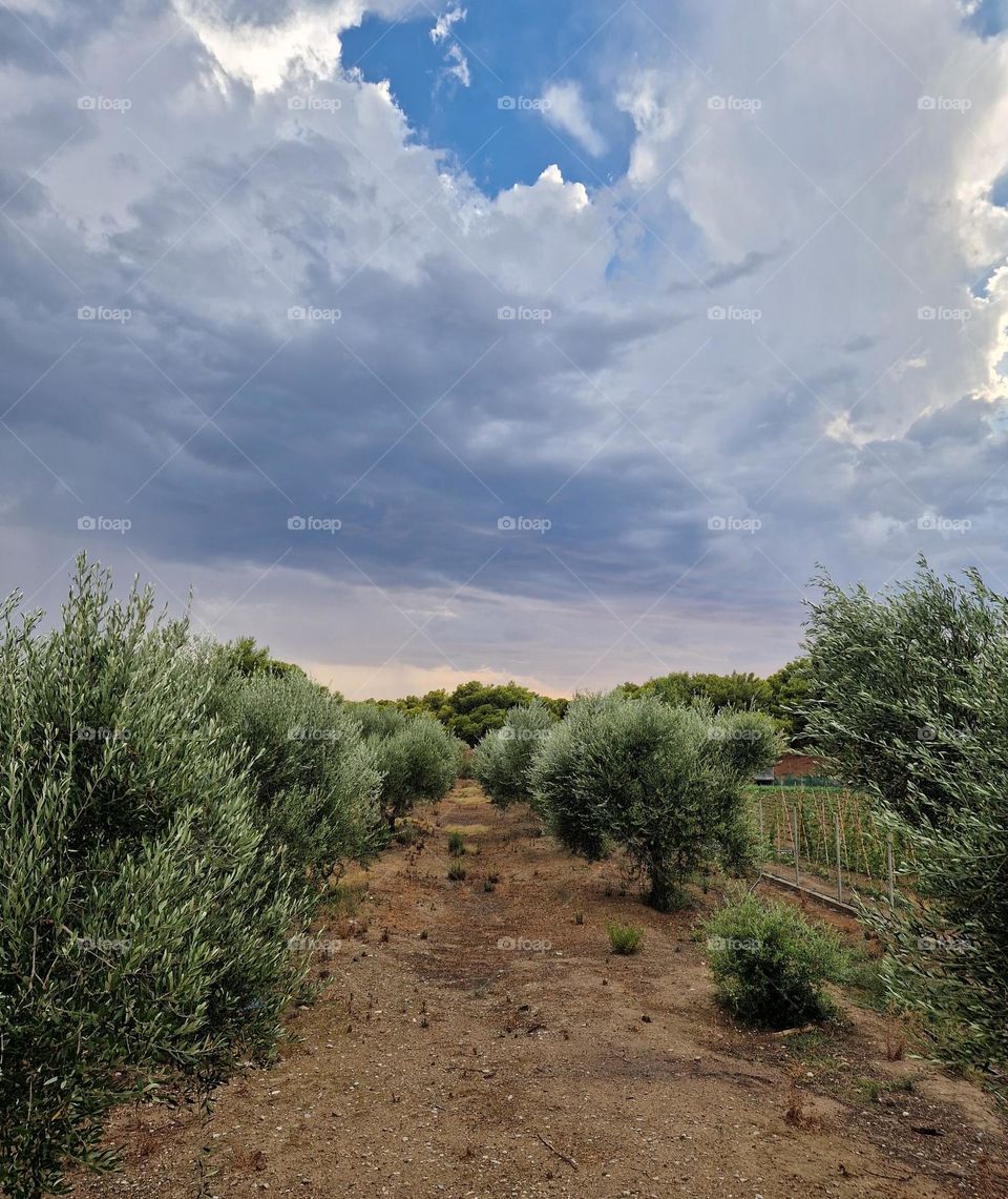 Olive grove