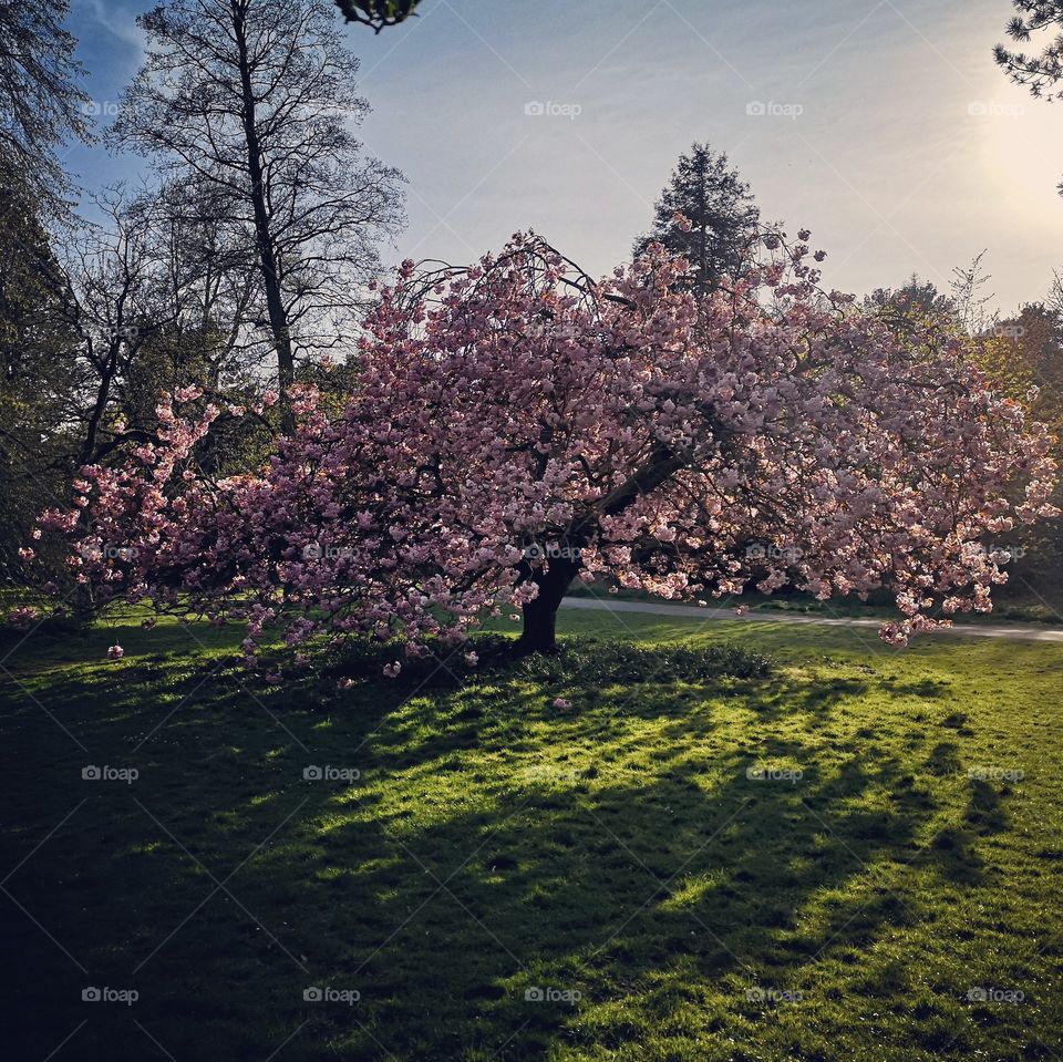 Pink cherry blossom in a park surrounded by green grass with evening sunlight