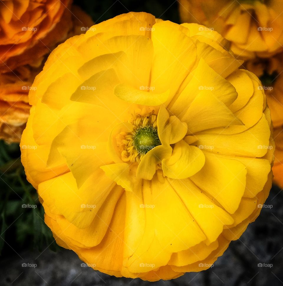 Elevated view of yellow flower