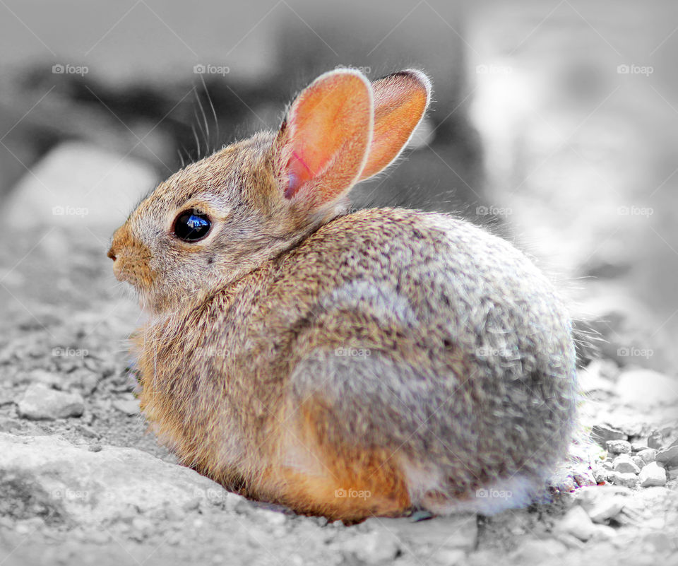 Bunny Rabbit in the Wild