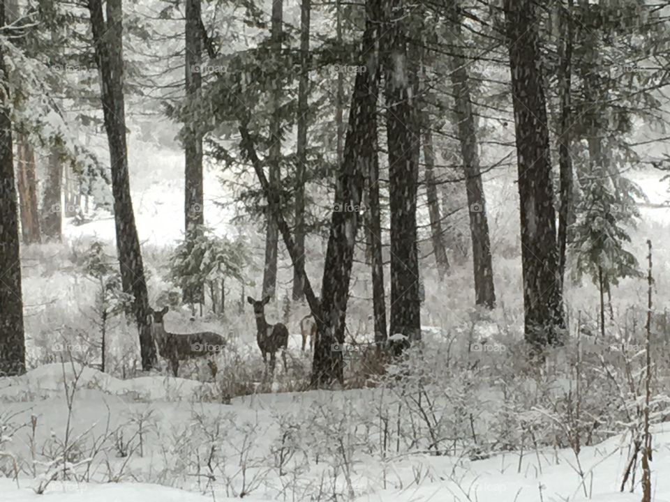 Deer in the trees during a snowfall.