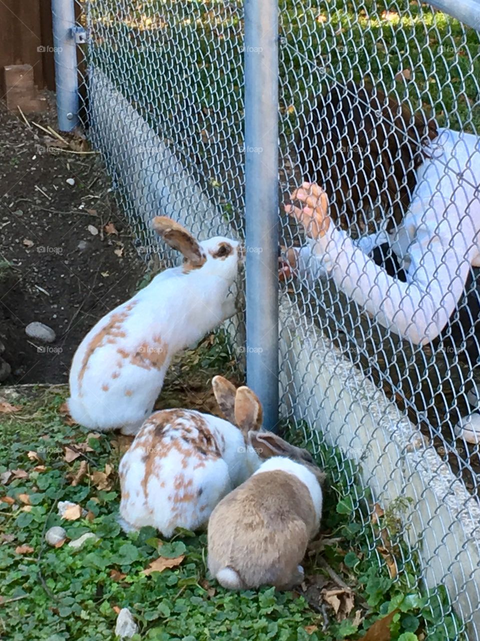 Bunny love