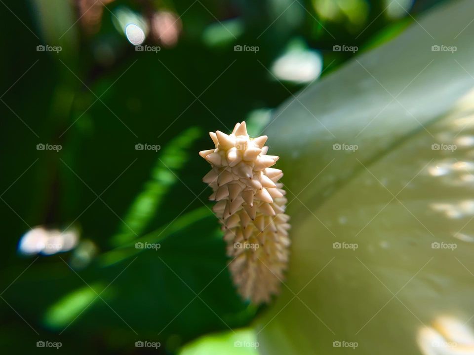 Blooming flowers in the garden 