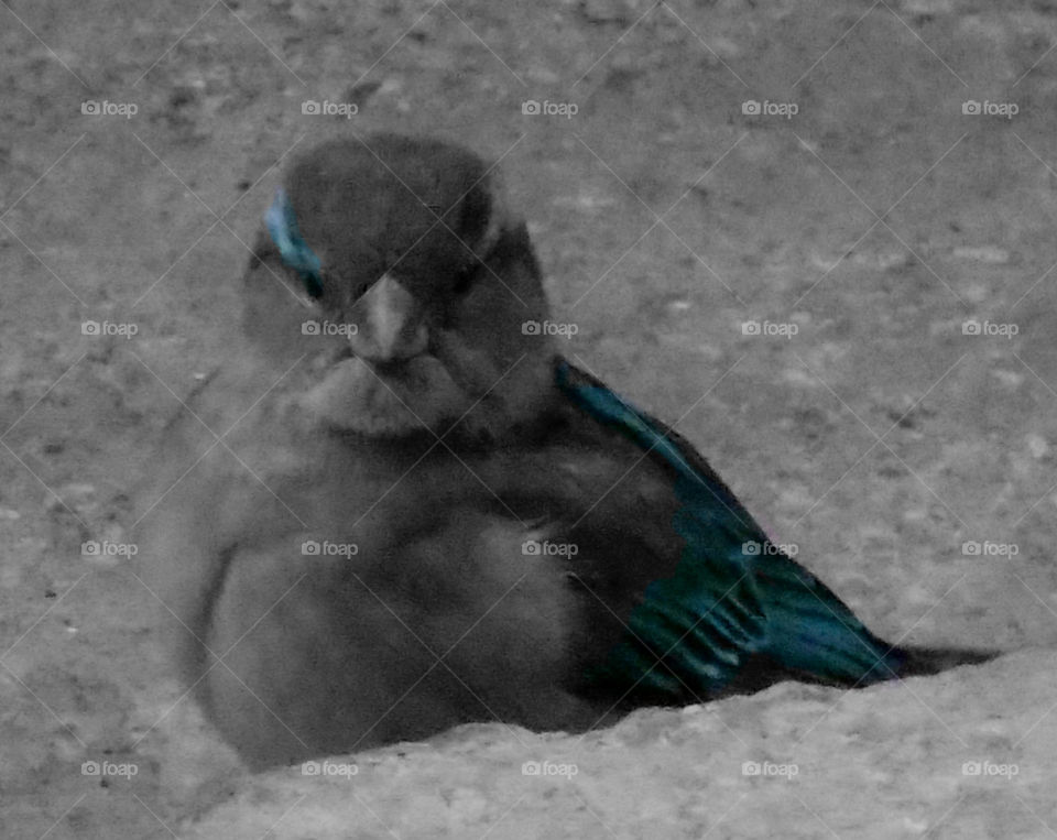 Sparrow accent colors