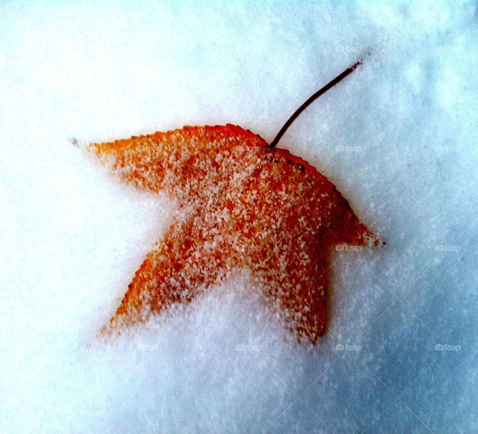 Leaf in winter
