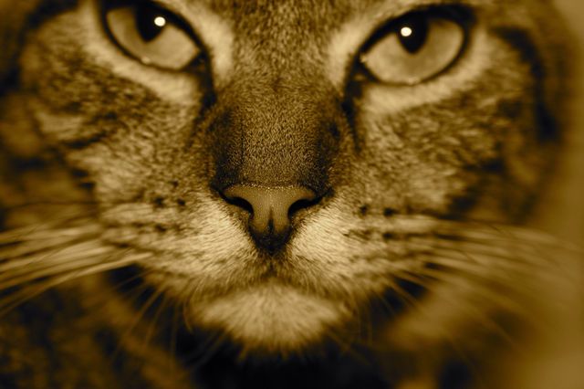cat kitten sepia whiskers by sicksaint77