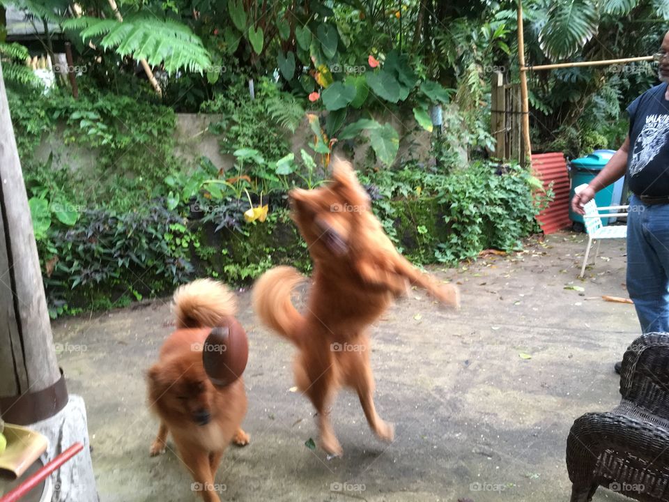Golden chows playing