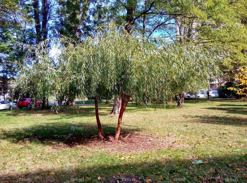 Tree, Park, Nature, Landscape, Leaf