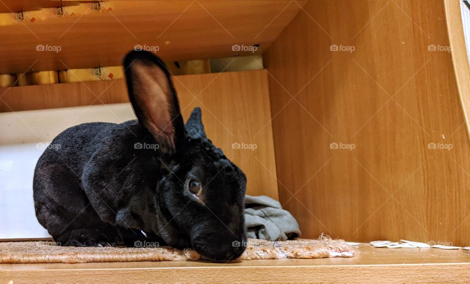 Rex domestic rabbit