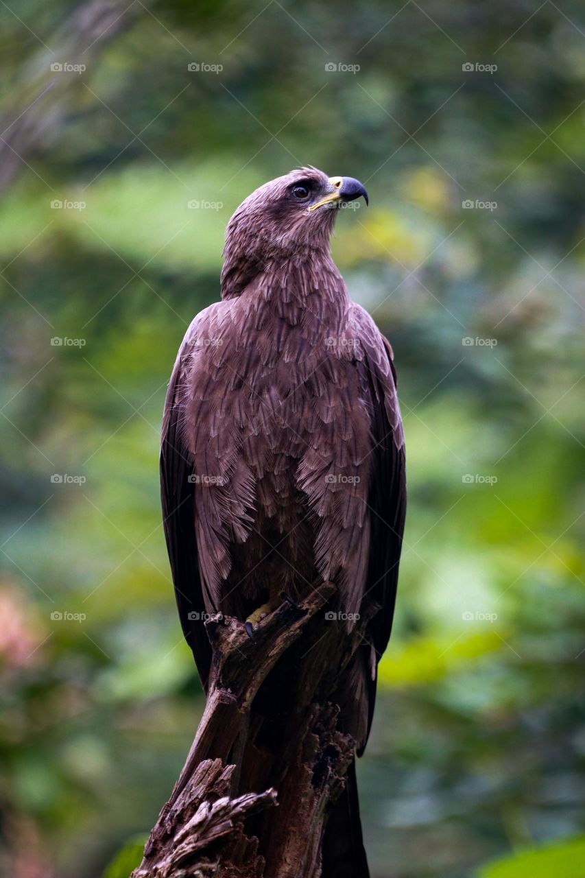 A brave story of a black kite who is giving majestic pose