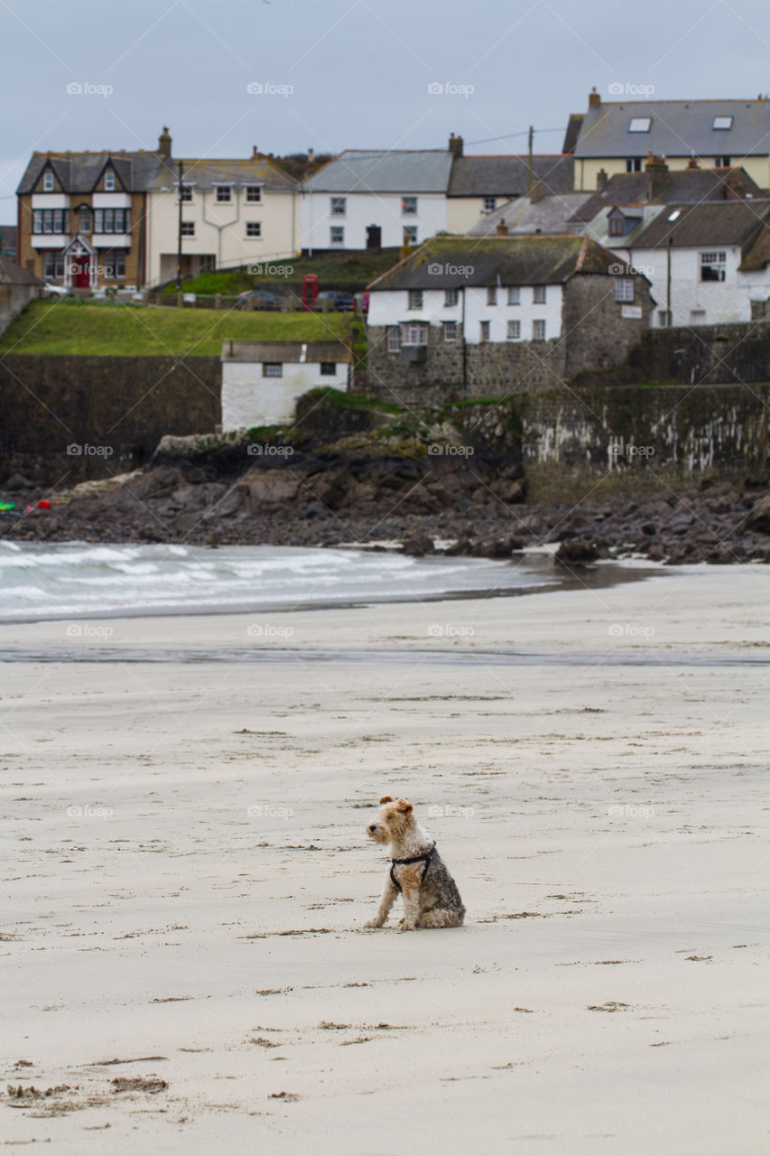 A lone dog sat on a deserted Cornish beach with a village behind. A lonely terrier sitting on a quiet sandy beach.