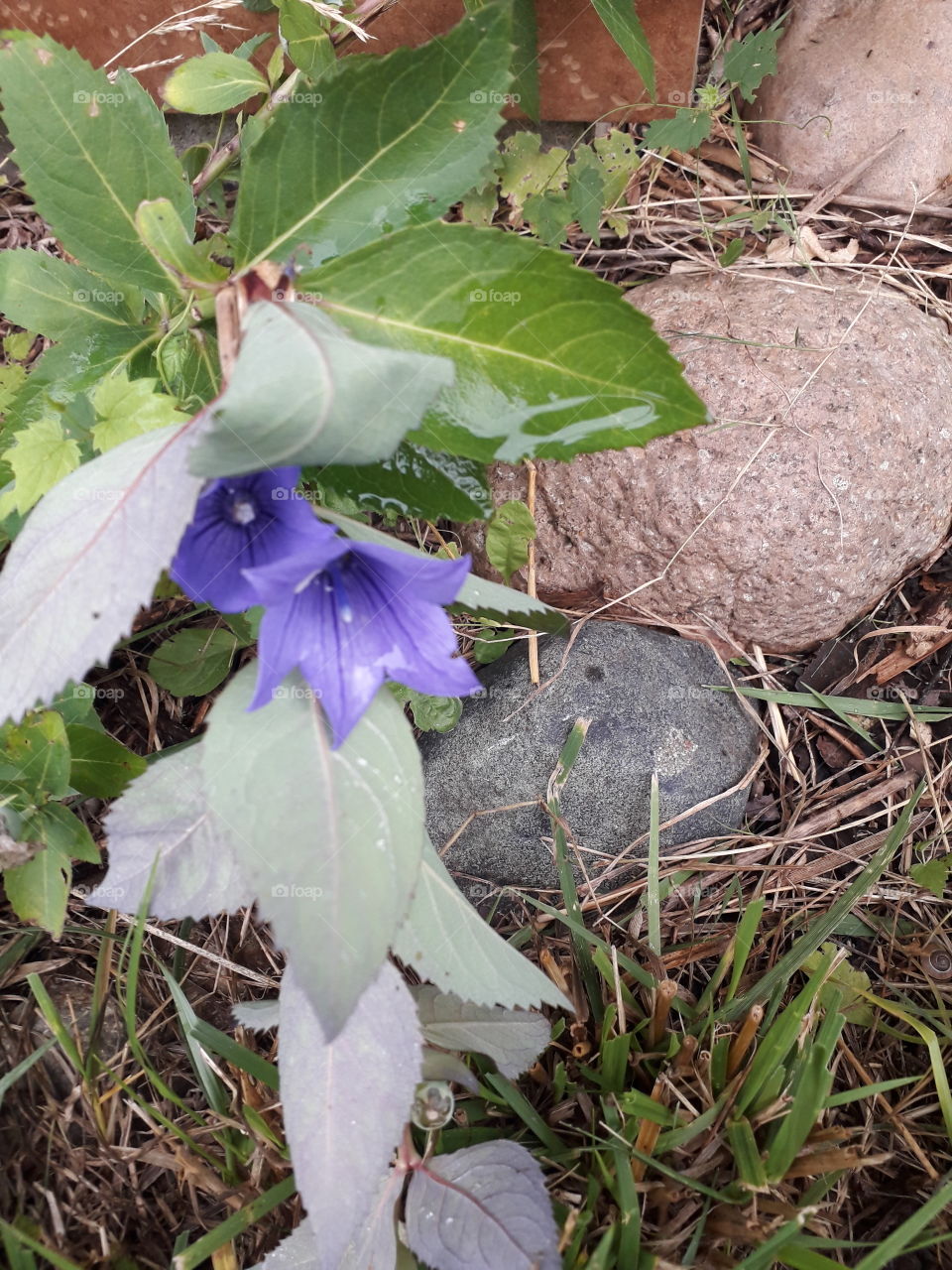 blue platycodon after rain