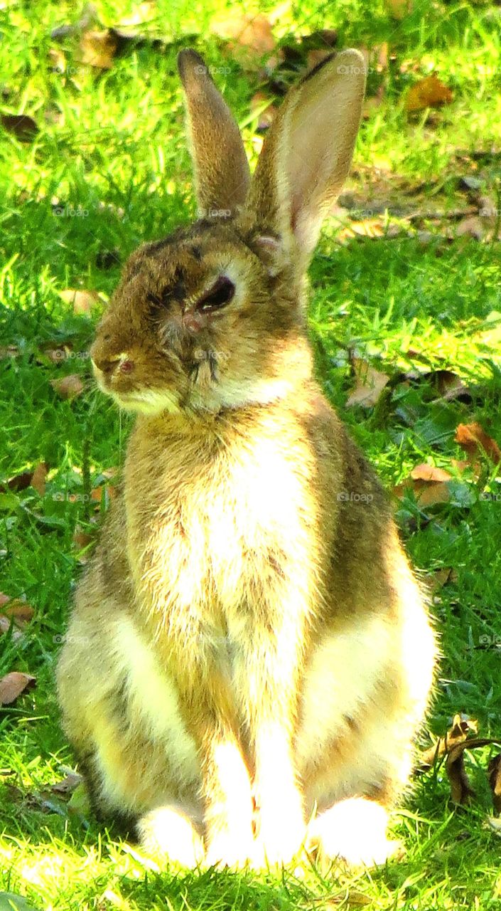 cute rabbit