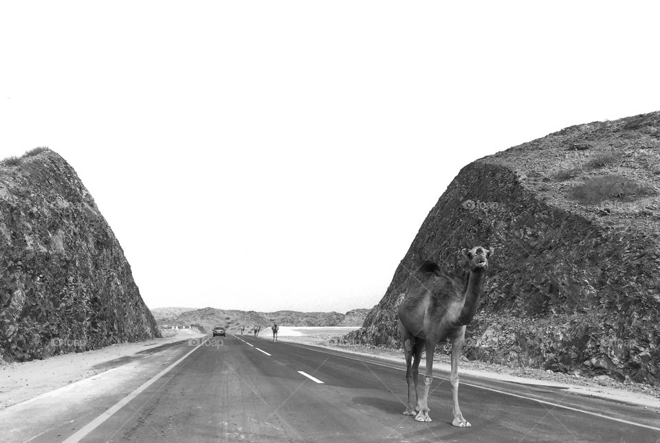 camel walk on road