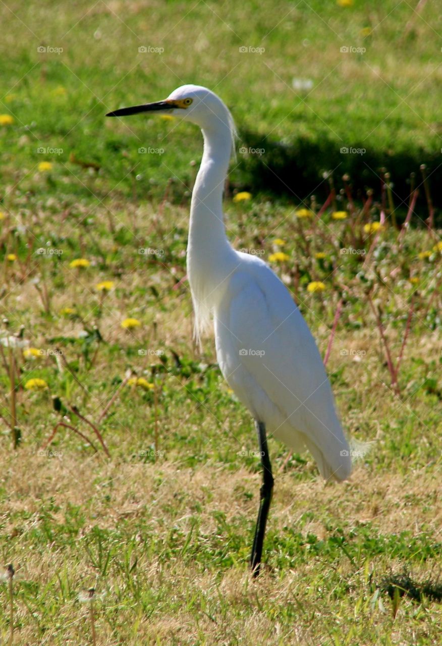 White Egret in Flowering Meadow