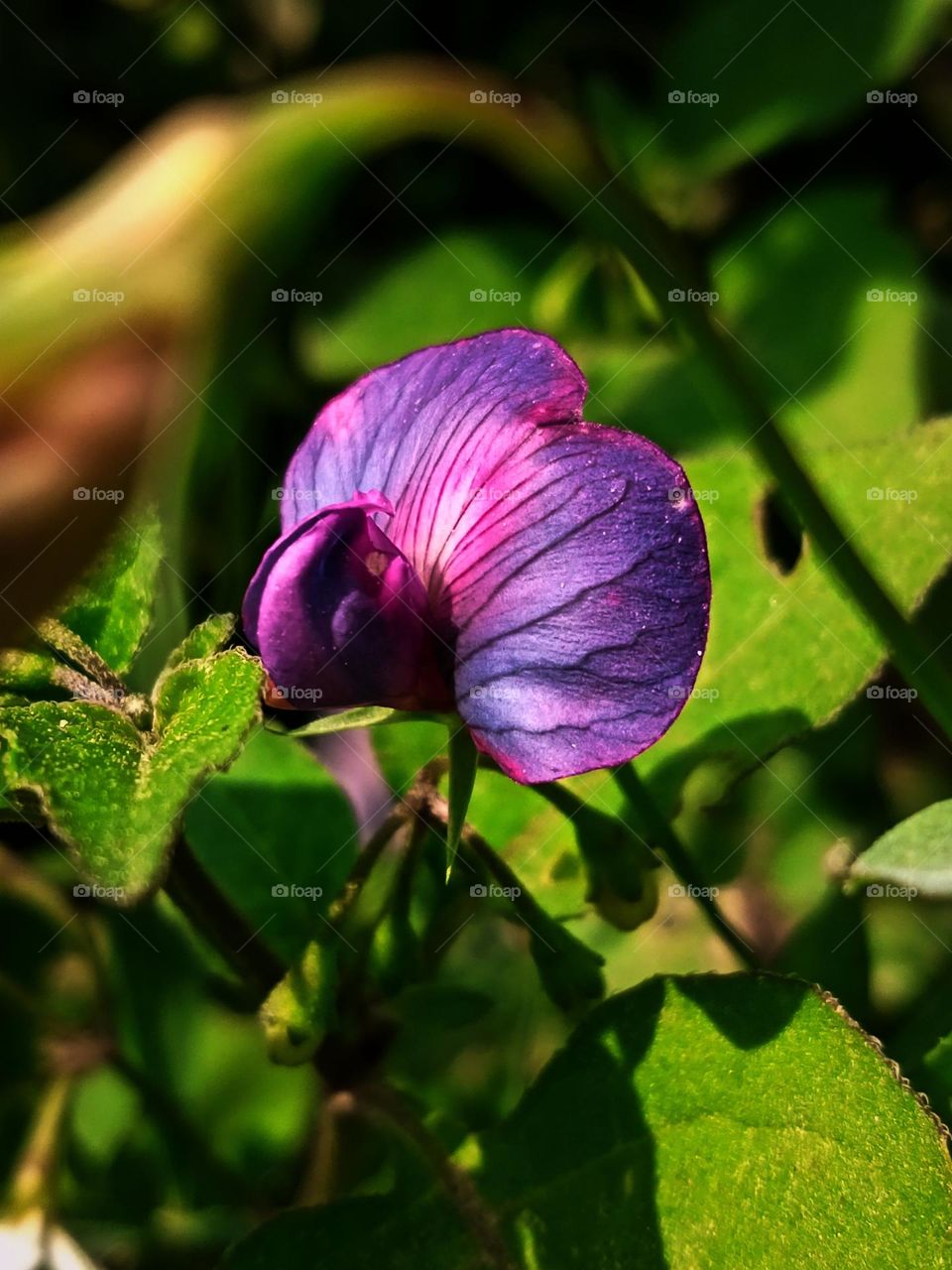 A purple flower