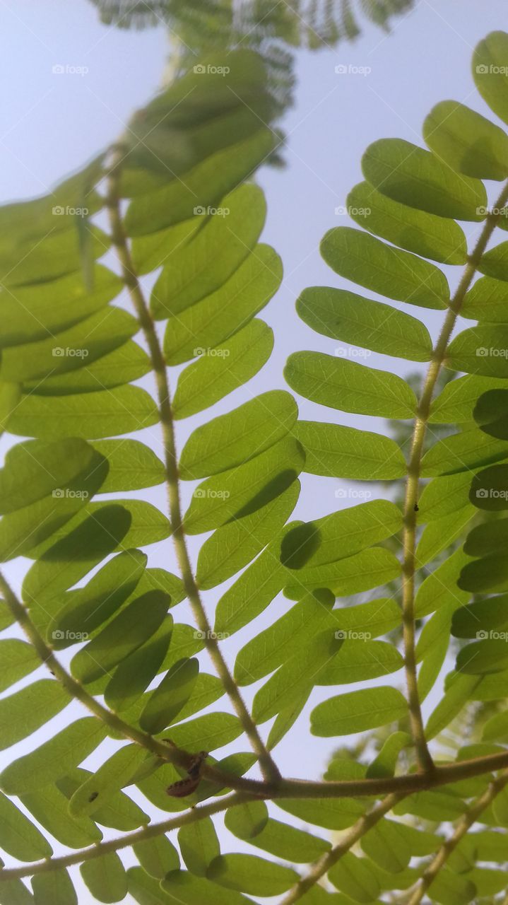 Leaf, Flora, Fern, Growth, Nature