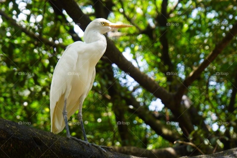 White Crane perching on tree branch