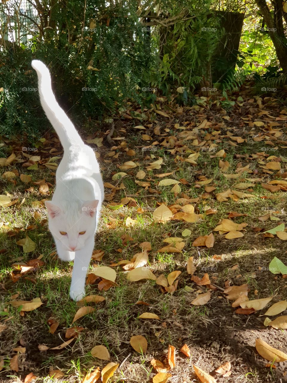 my cat ghost in the autumn leaves