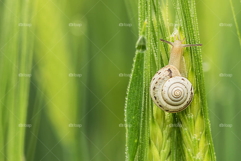 Snail close-up on green wheat