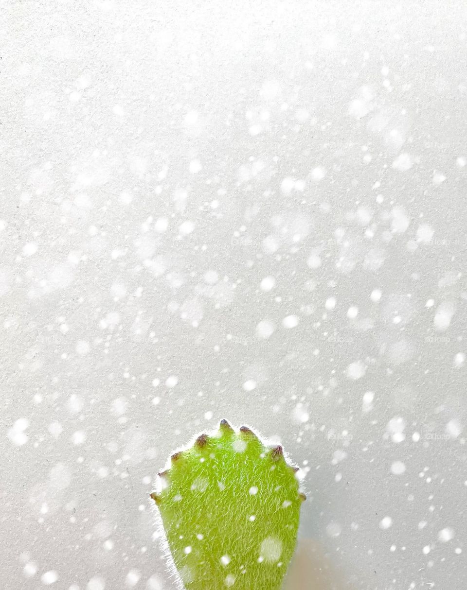 Single leaf of succulent bear paw (Cotyledon tomentosa) visualised against falling snow