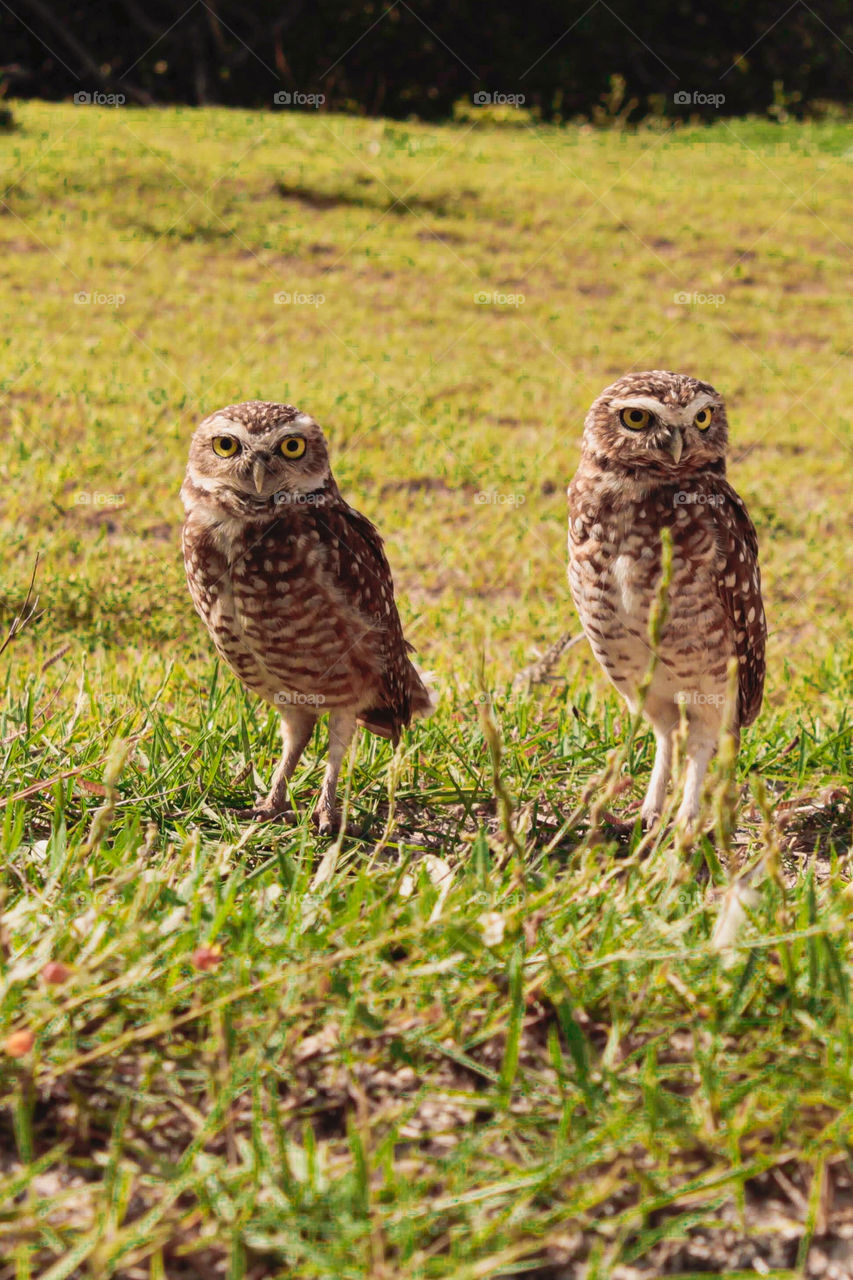 Owls