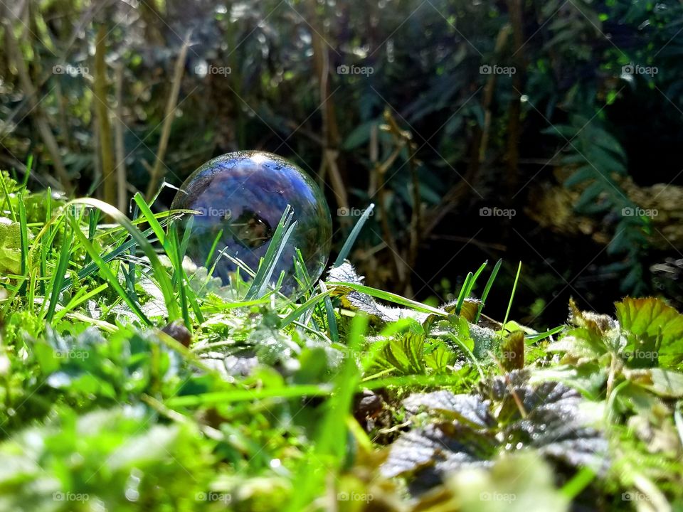 bubble on grass