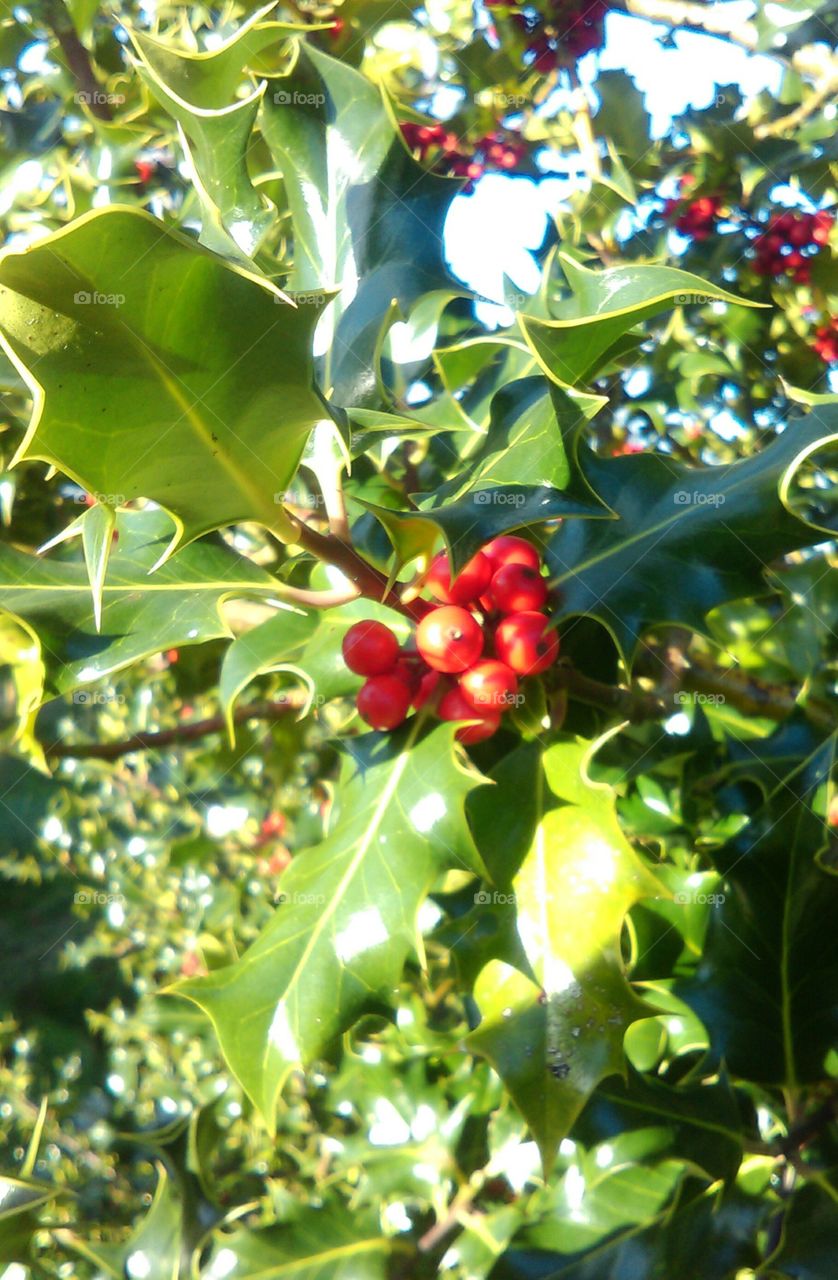 holly berry