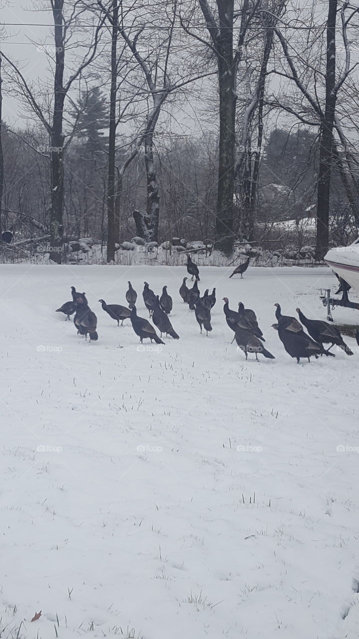 so many turkeys