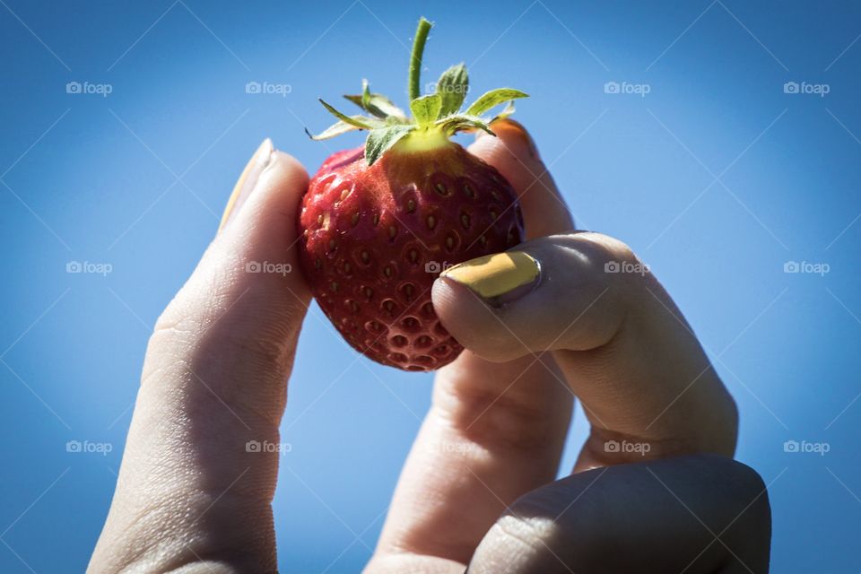 Picking strawberry