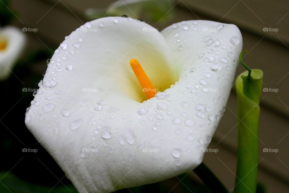 Drizzled Calla Lily