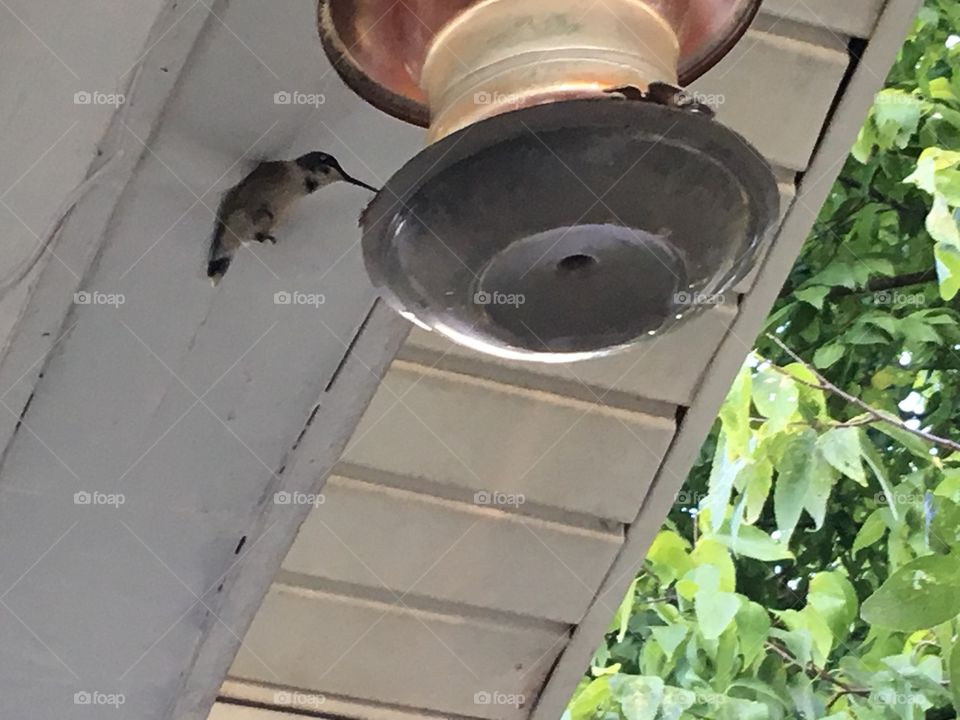 One of my little hummingbirds from last season,I was sitting on my front porch just enjoying.
