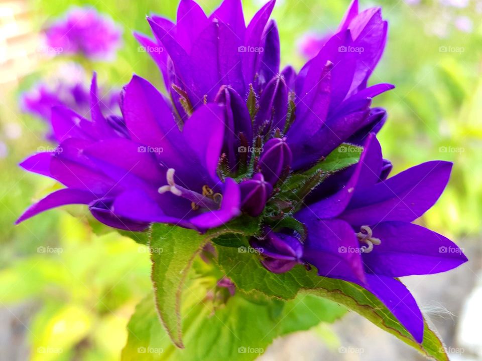 Purple flower