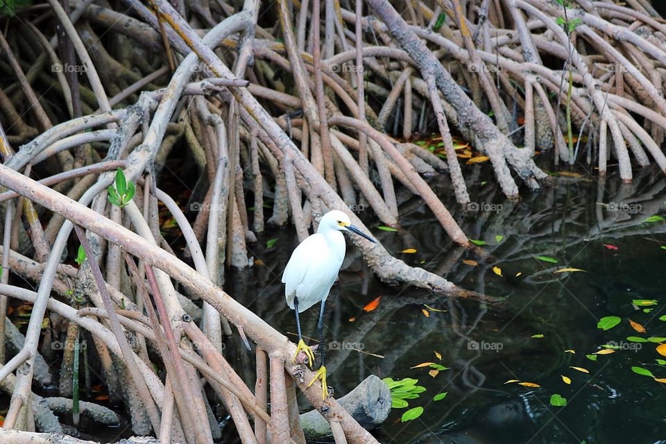 Mangrove wildlife