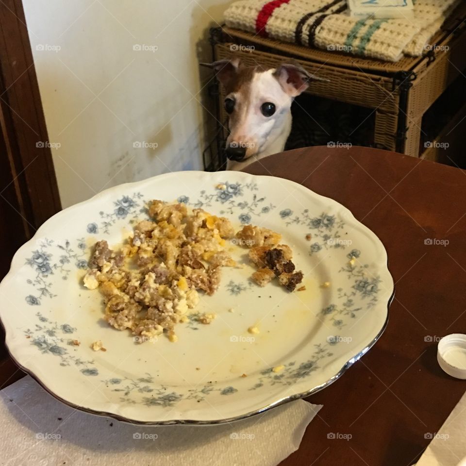 Doggie Looking At Breakfast

Standing upright this pet Italian Greyhound can just see the omelette on the plate for breakfast! But not to worry he gets some too.