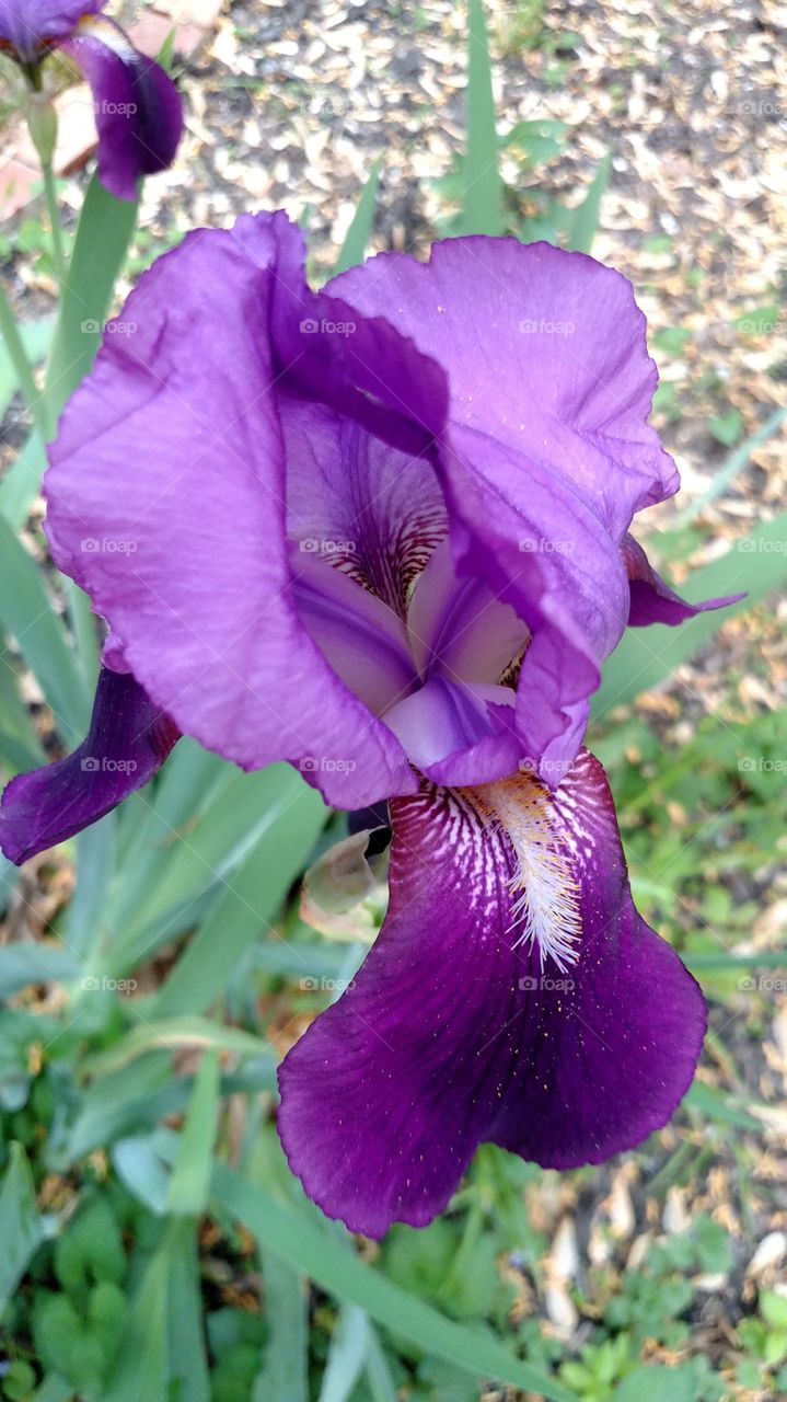 iris. in my garden