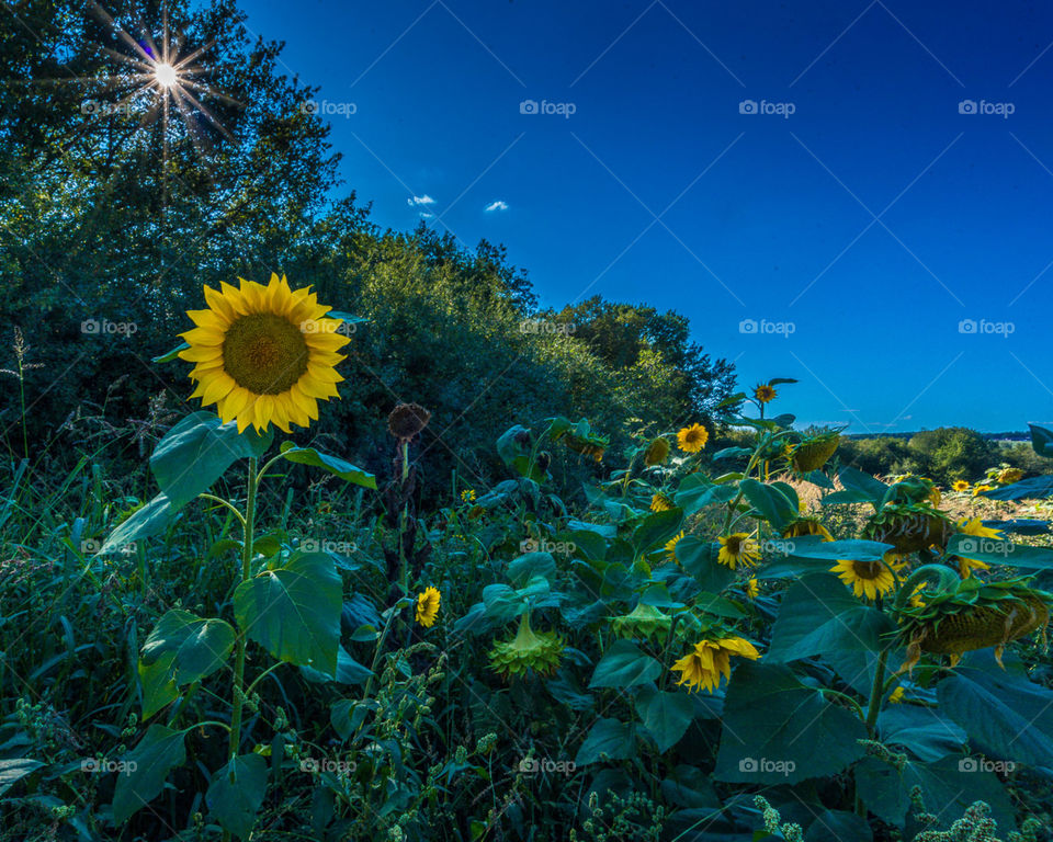 Sunstar with a sunflower
