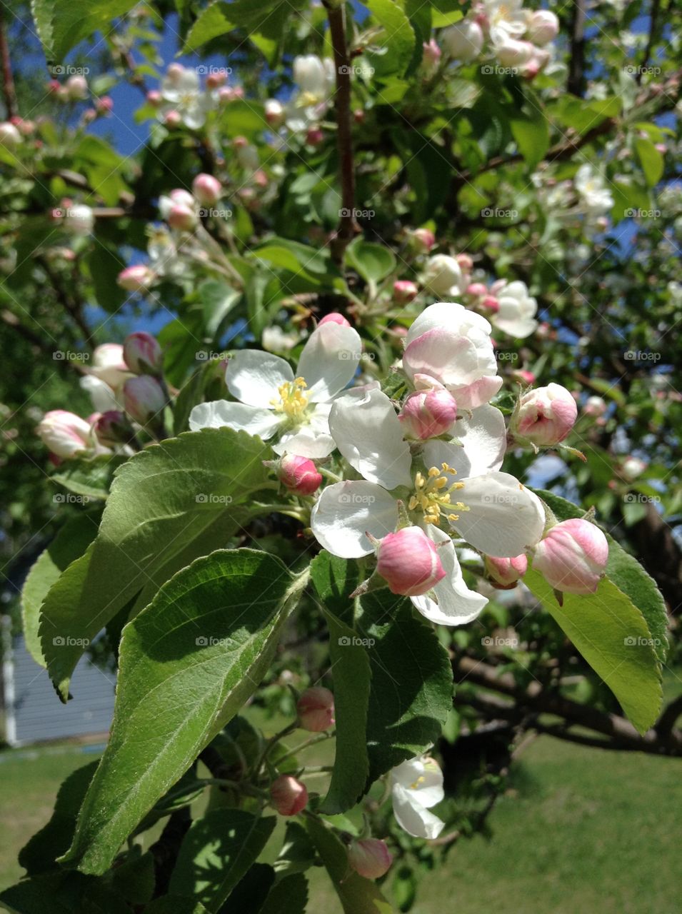 Apple Blossom. Bees a work