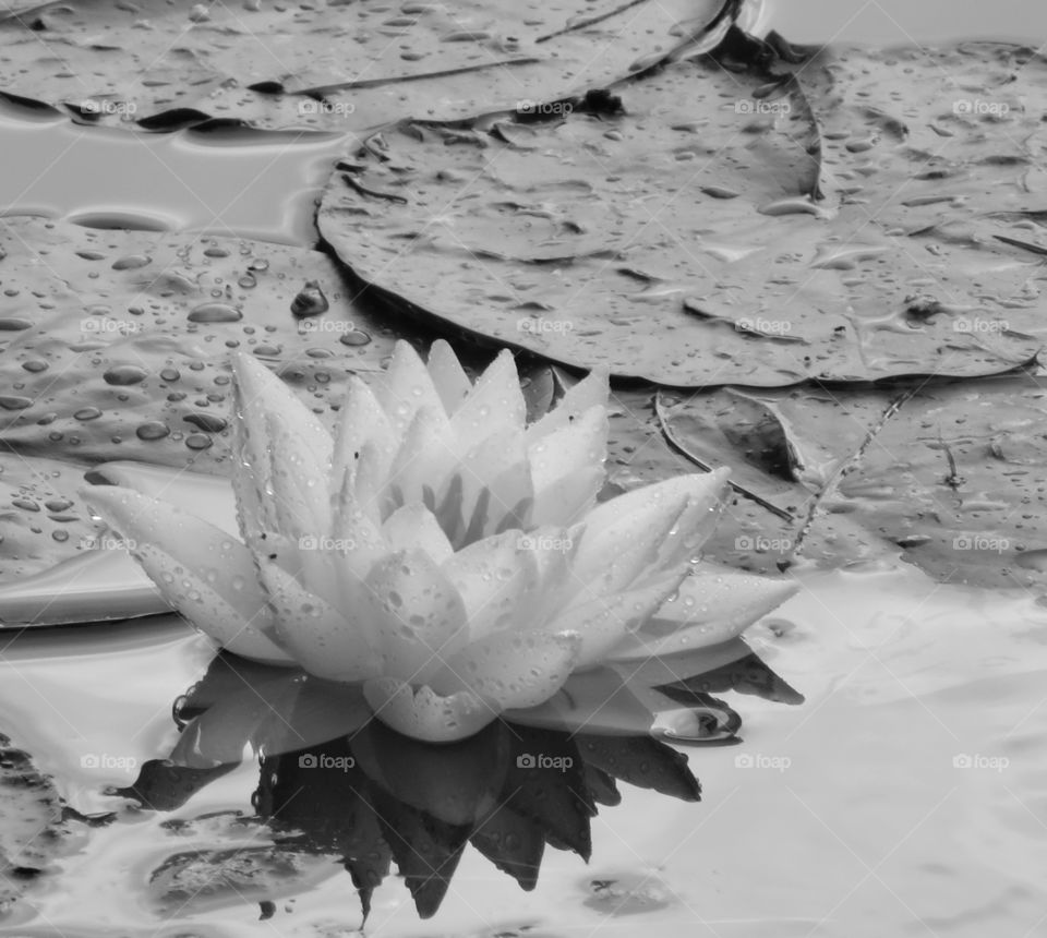 Waterlily after the rain.