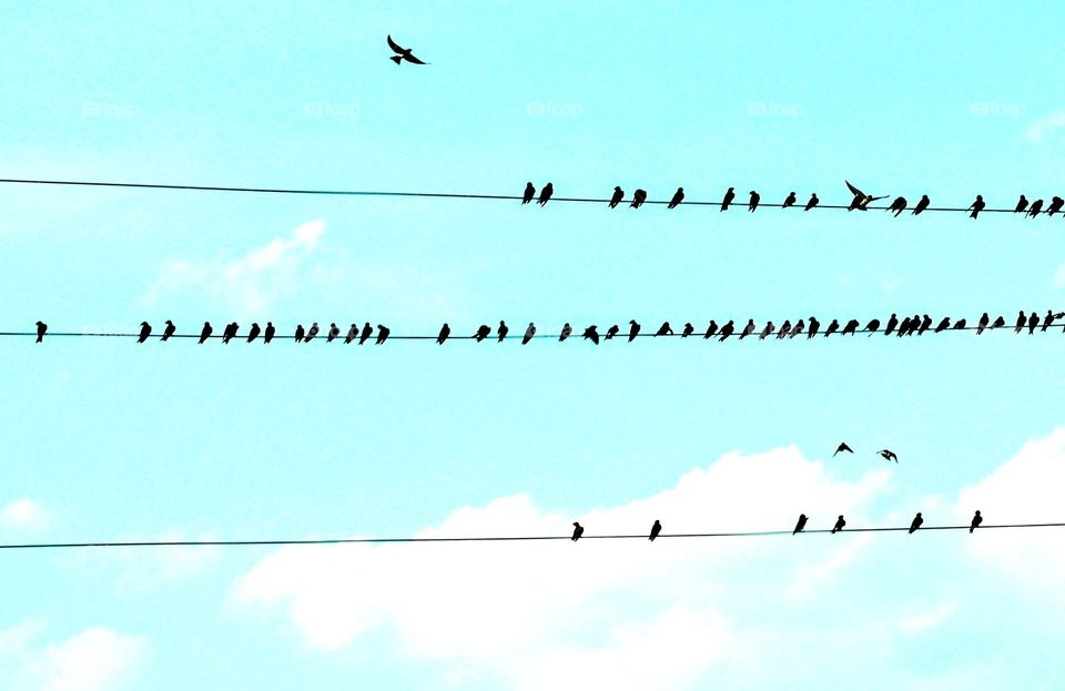 Birds on the wires