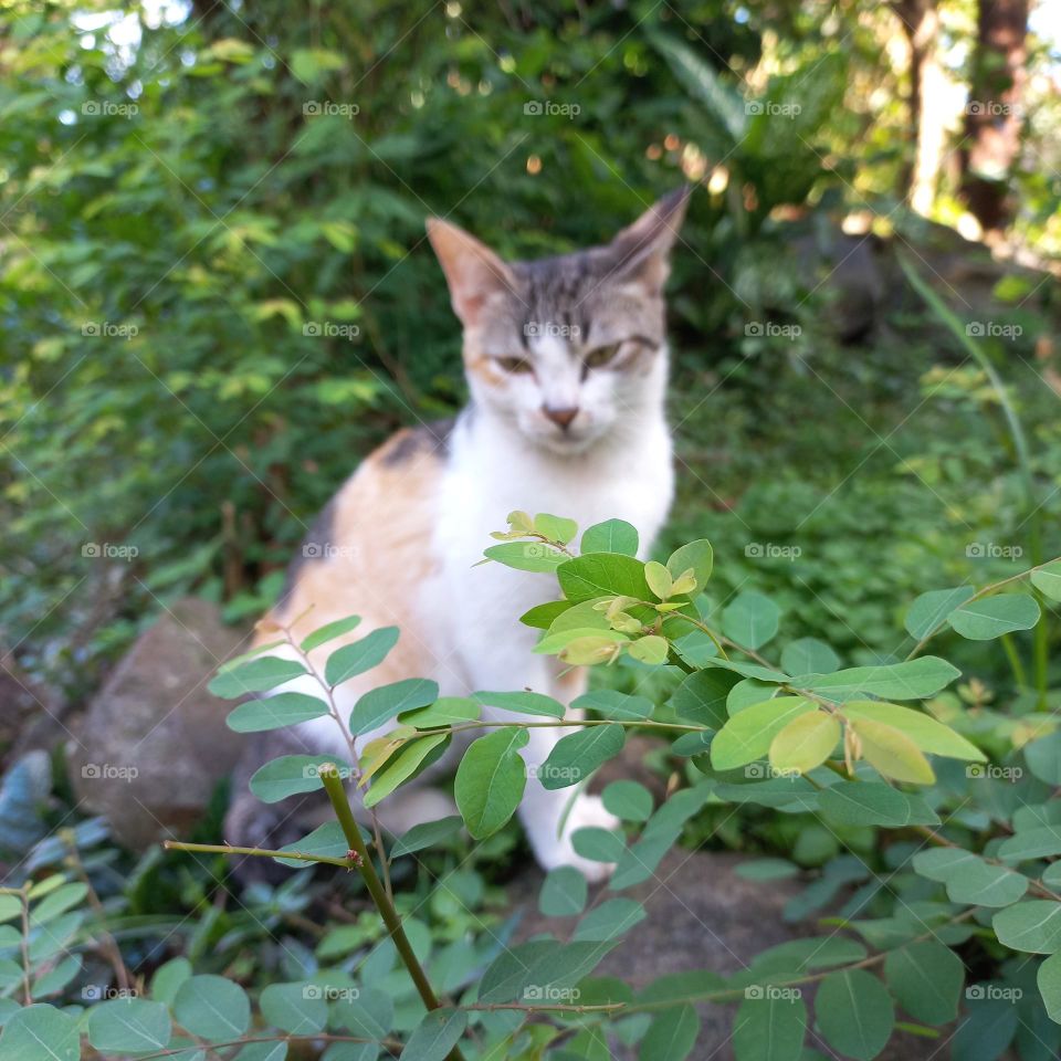 A beautiful and cute cat among the weeds