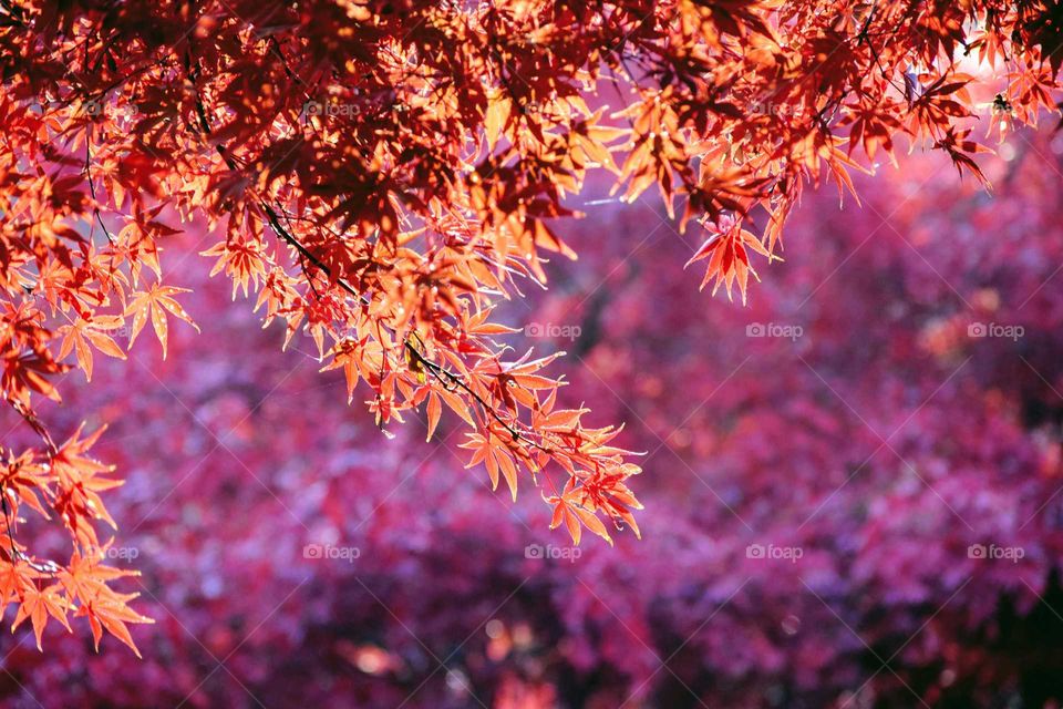 Close-up of maple tree